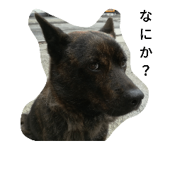 [LINEスタンプ] 甲斐犬と猫1(わんことにゃんこ)