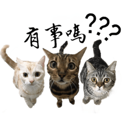 [LINEスタンプ] ThreeBabyCat