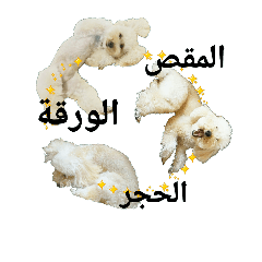 [LINEスタンプ] おうちプードル、アラビア語でジャン犬ポンの画像（メイン）