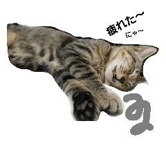 [LINEスタンプ] 猫好きのためのスタンプ！