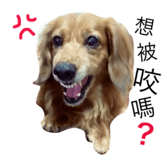 [LINEスタンプ] Three Dachshund