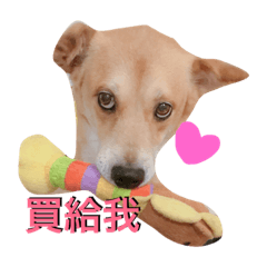 [LINEスタンプ] doggys life