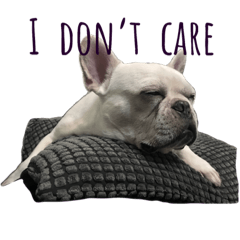 [LINEスタンプ] Daily Life for French Bulldog Marci