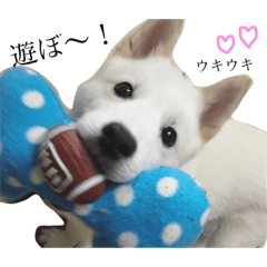 [LINEスタンプ] 北海道犬 agupon ☺︎︎