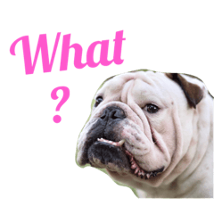 [LINEスタンプ] Love bulldog v.1