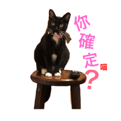 [LINEスタンプ] Blackcats CoCo ＆ WaWa