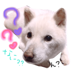 [LINEスタンプ] 北海道犬の凜ちゃん♡ 4