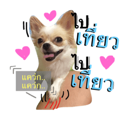 [LINEスタンプ] InD Dog