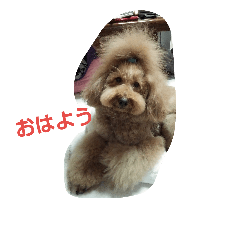 [LINEスタンプ] poodlestamp