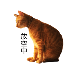 [LINEスタンプ] Reiki cat-Capricious