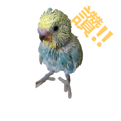 [LINEスタンプ] Budgerigar rainbow