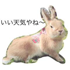 [LINEスタンプ] うさぎのこずえ