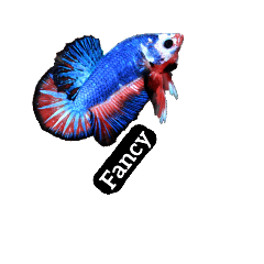 [LINEスタンプ] Betta thailand v.2