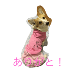 [LINEスタンプ] Corgi Bellnonichijyoukaiwa