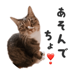 [LINEスタンプ] ねこのちよ