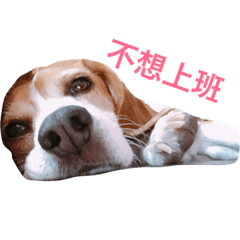 [LINEスタンプ] MyBeagle