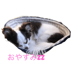 [LINEスタンプ] karuta of a chihuahua ＆ moa of a cat