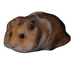 [LINEスタンプ] hamster  ！！！