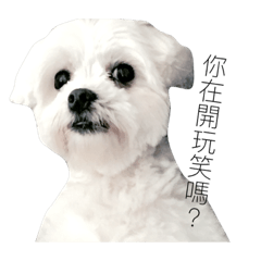 [LINEスタンプ] QQQDog