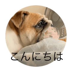 [LINEスタンプ] ブルドック ボクちゃんの画像（メイン）