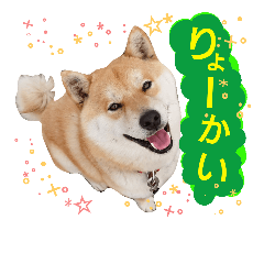 [LINEスタンプ] 柴犬コロ①