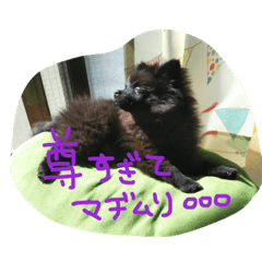 [LINEスタンプ] 黒ポメぽこちゃん