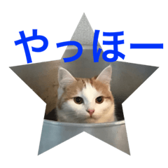 [LINEスタンプ] あずきときなこ3