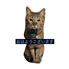 [LINEスタンプ] にゃんこ3兄妹