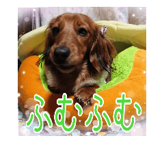 [LINEスタンプ] banshyudoggirlnami 5