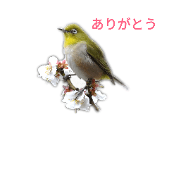 [LINEスタンプ] 野鳥 2