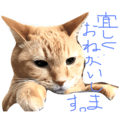 [LINEスタンプ] ねこ じい2