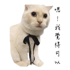 [LINEスタンプ] PuPu Cat's debut