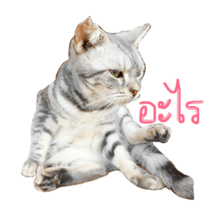 [LINEスタンプ] We Are The Cats