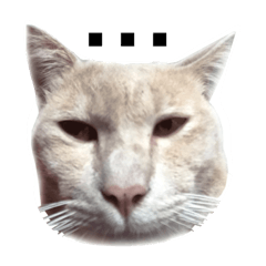 [LINEスタンプ] I'm a stupid cat.