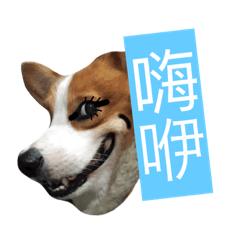 [LINEスタンプ] Corgi Say Hola！