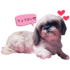 [LINEスタンプ] シーズーのメティちゃん