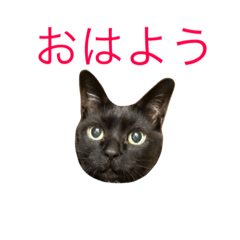 [LINEスタンプ] 黒猫ニャンコ先生