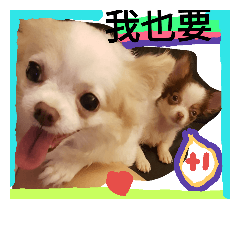 [LINEスタンプ] Chihuahua  ~Mimi~  Happiness Every part2