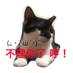 [LINEスタンプ] lovedogandcat