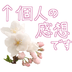 [LINEスタンプ] 手書きの丁寧な言葉に桜の花を添えての画像（メイン）