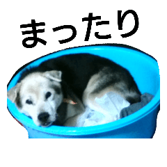 [LINEスタンプ] 雑種犬トムの日常2