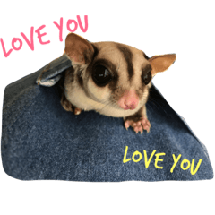 [LINEスタンプ] Paulas daily life sugar glider