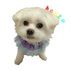 [LINEスタンプ] cute dog small cotton