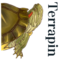 [LINEスタンプ] Trachemys scripta Sticker Turtles