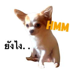 [LINEスタンプ] chihuawithcat