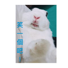 [LINEスタンプ] daodan bunny sanbo - putong pian