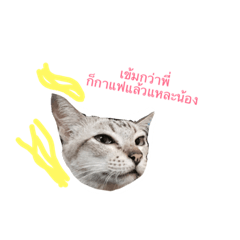 [LINEスタンプ] Cat Mess