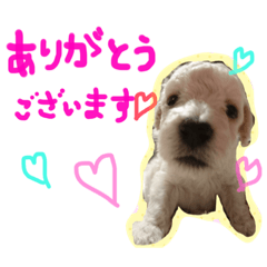 [LINEスタンプ] あぼ家の賑やかトイプーたち