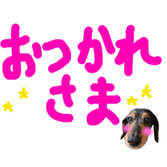 [LINEスタンプ] ダックス 優太＆チョコ4