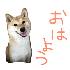 [LINEスタンプ] 柴犬くっく